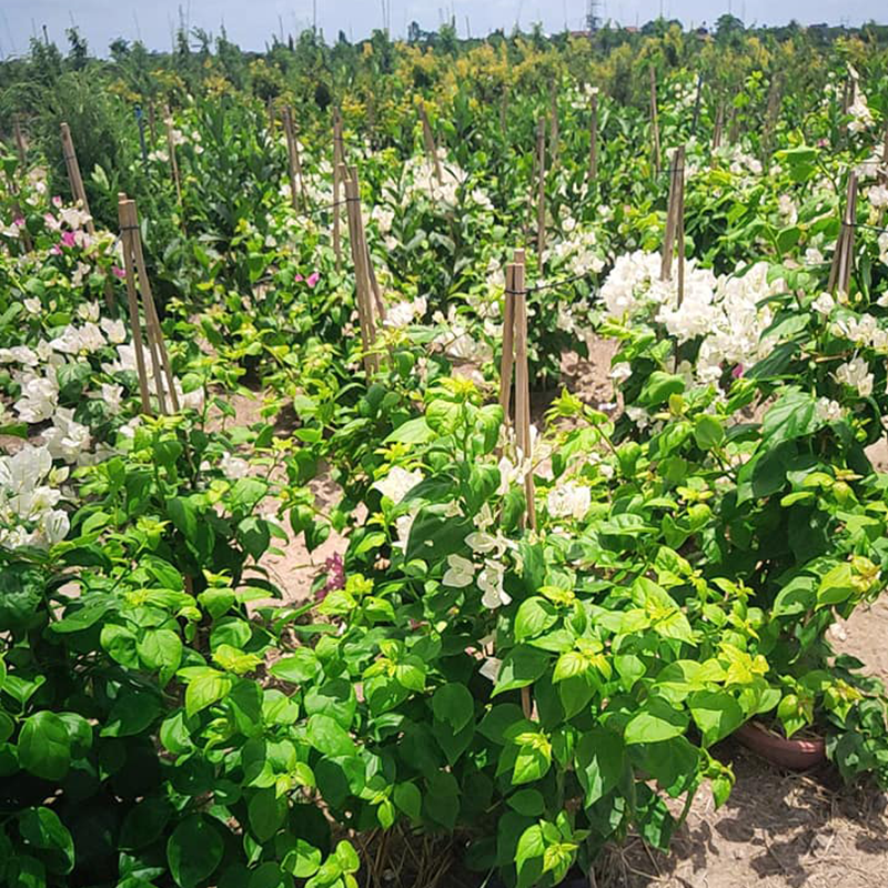 hoa-giay-trang-800x800